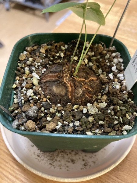 アフリカ亀甲竜実生（１２） | Mi pequeño jardín